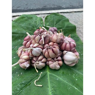 Tỏi Ta 500gr - 1kg Tỏi Củ Nhánh To- tỏi phan rang - tỏi hồng loại 1