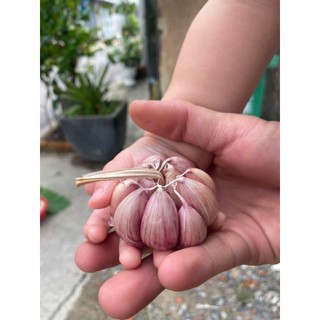 Tỏi PHAN RANG CỦ TO ( TÉP HỒNG ) 0,5kg- 1kg loại 1 ( NHƯ HÌNH )