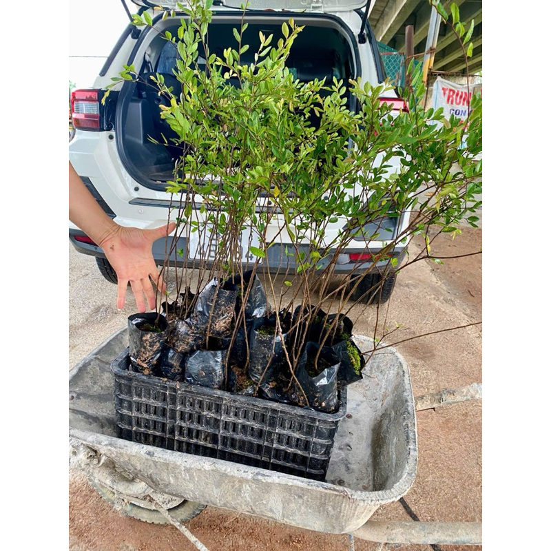 Cây Giống Du Tàu Ký Đá Làm Cây Bonsai