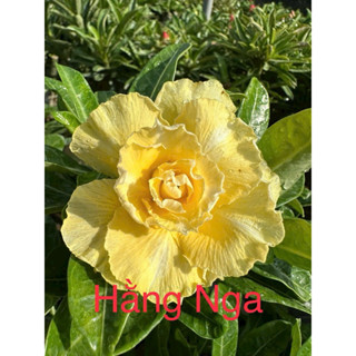  Cây sứ thái ghép hoa vàng 