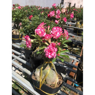 sứ thái ghép thiên hương (gửi cây như hình)
