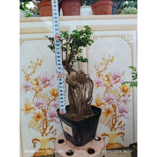 Du Bonsai Mini cây nhập trung quốc, cao từ 15-20cm