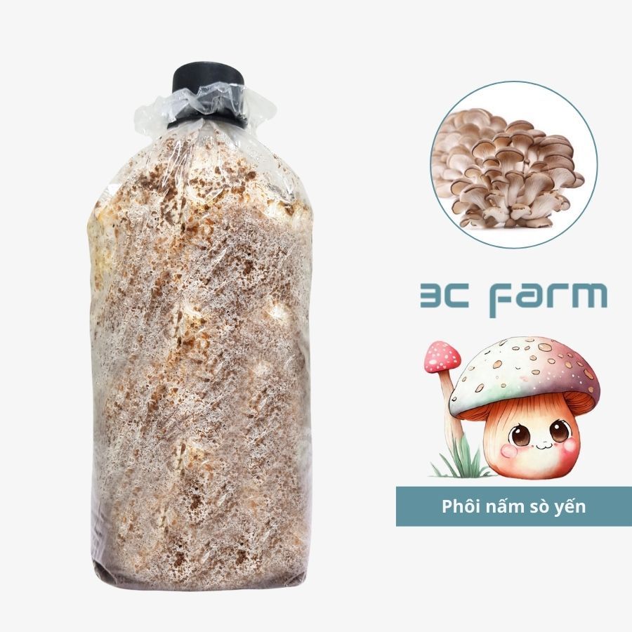 Phôi nấm sò yến, giống nấm sò hàn quốc 1,2kg tơ mọc đều - 3C Farm