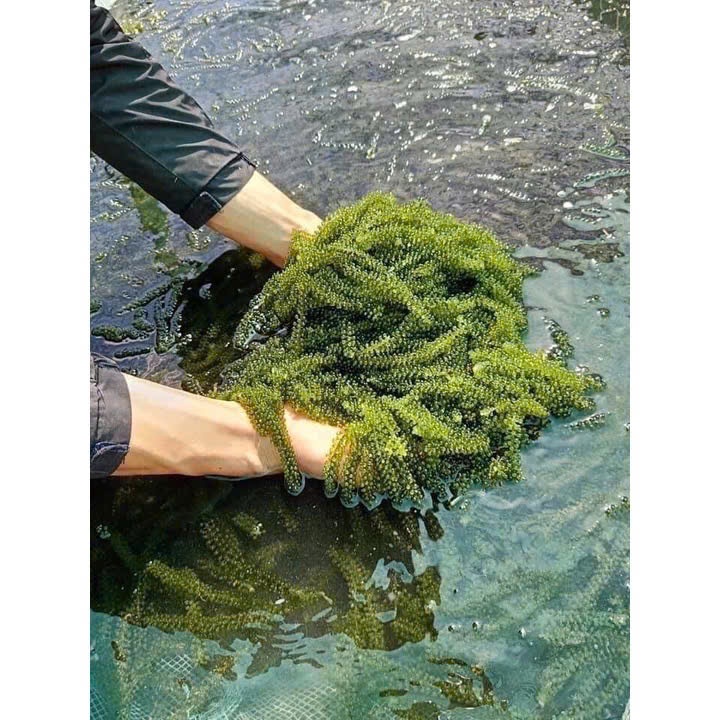 Rong nho tách nước Khánh Hòa - Gói 100gr + Tặng kèm 1 gói sốt mè rang KewPie