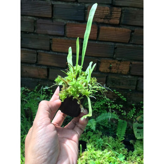 Cỏ giấy Utricularia Longifolia