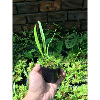 Cỏ giấy Utricularia Longifolia