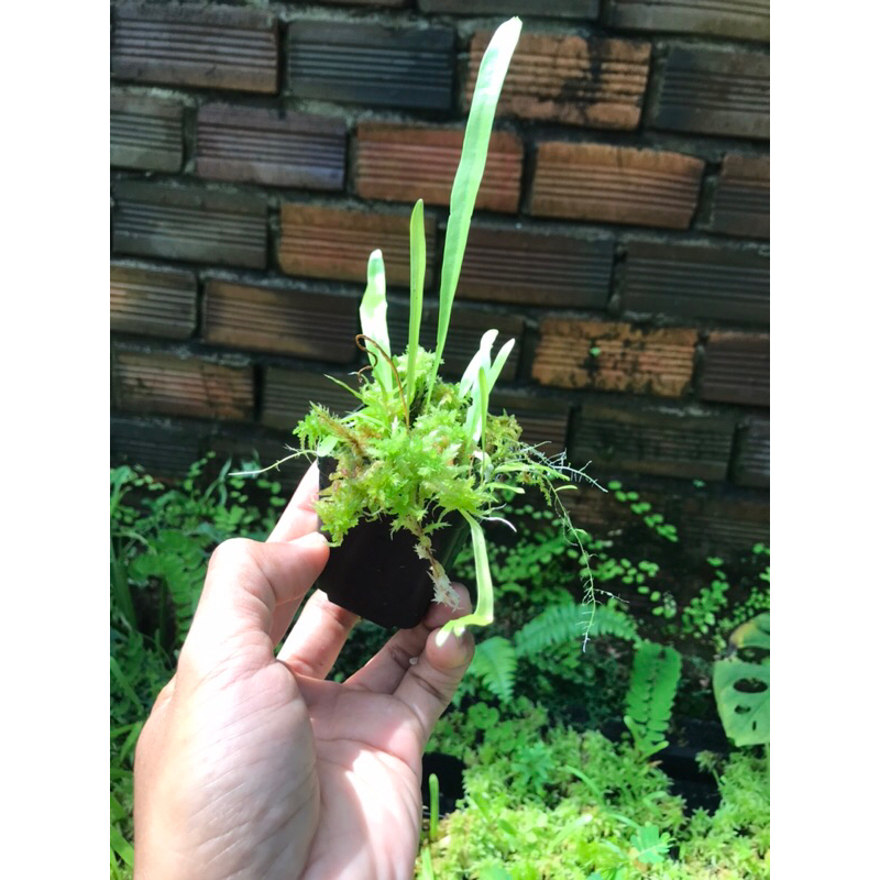 Cỏ giấy Utricularia Longifolia