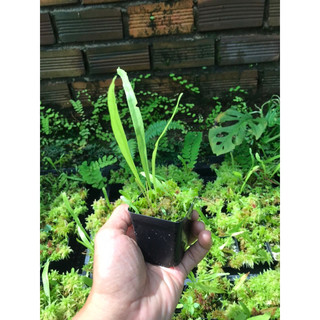 Cỏ giấy Utricularia Longifolia