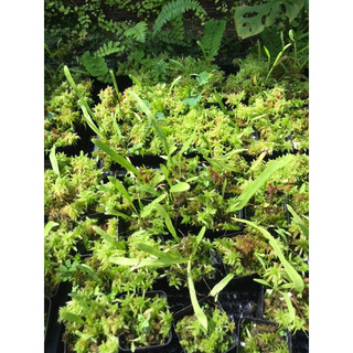 Cỏ giấy Utricularia Longifolia