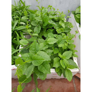 Phân bón hữu cơ trùn quế 5kg dùng cho tất cả cây trồng