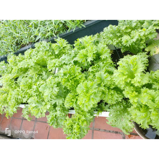 Phân bón hữu cơ trùn quế 5kg dùng cho tất cả cây trồng