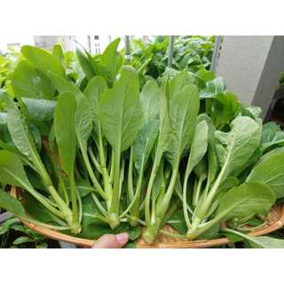 Phân bón hữu cơ trùn quế 5kg dùng cho tất cả cây trồng