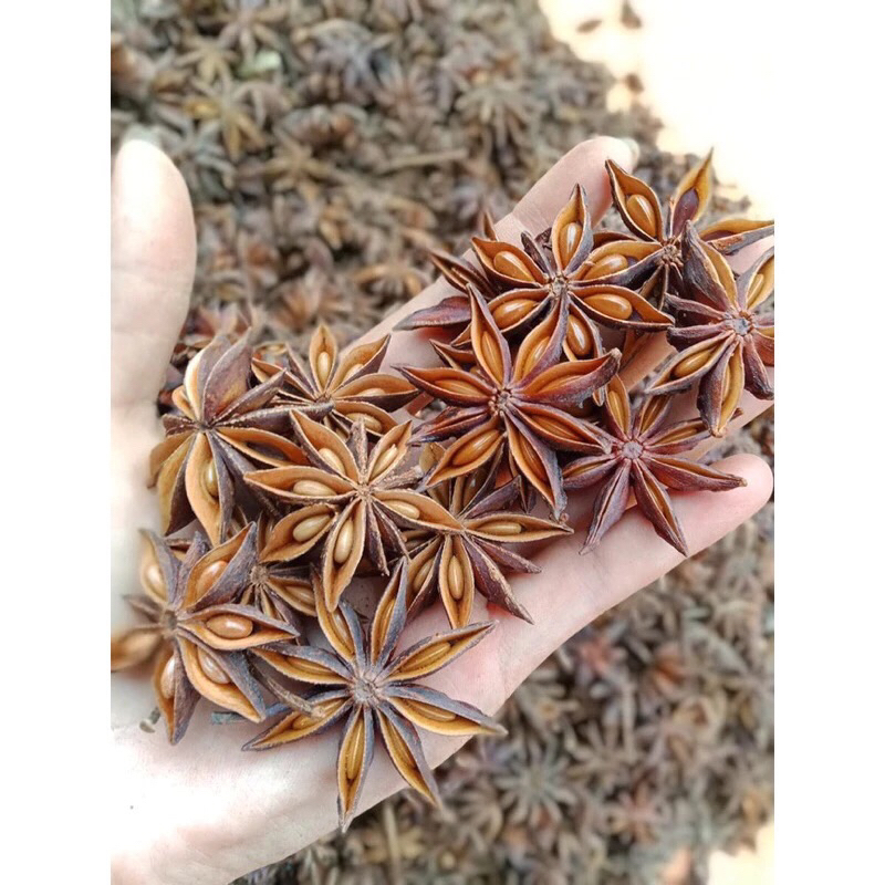 HOA ĐẠI HỒI LẠNG SƠN LOẠI 1