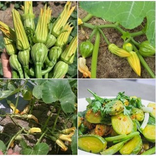 Hạt Giống Bí Siêu Nụ