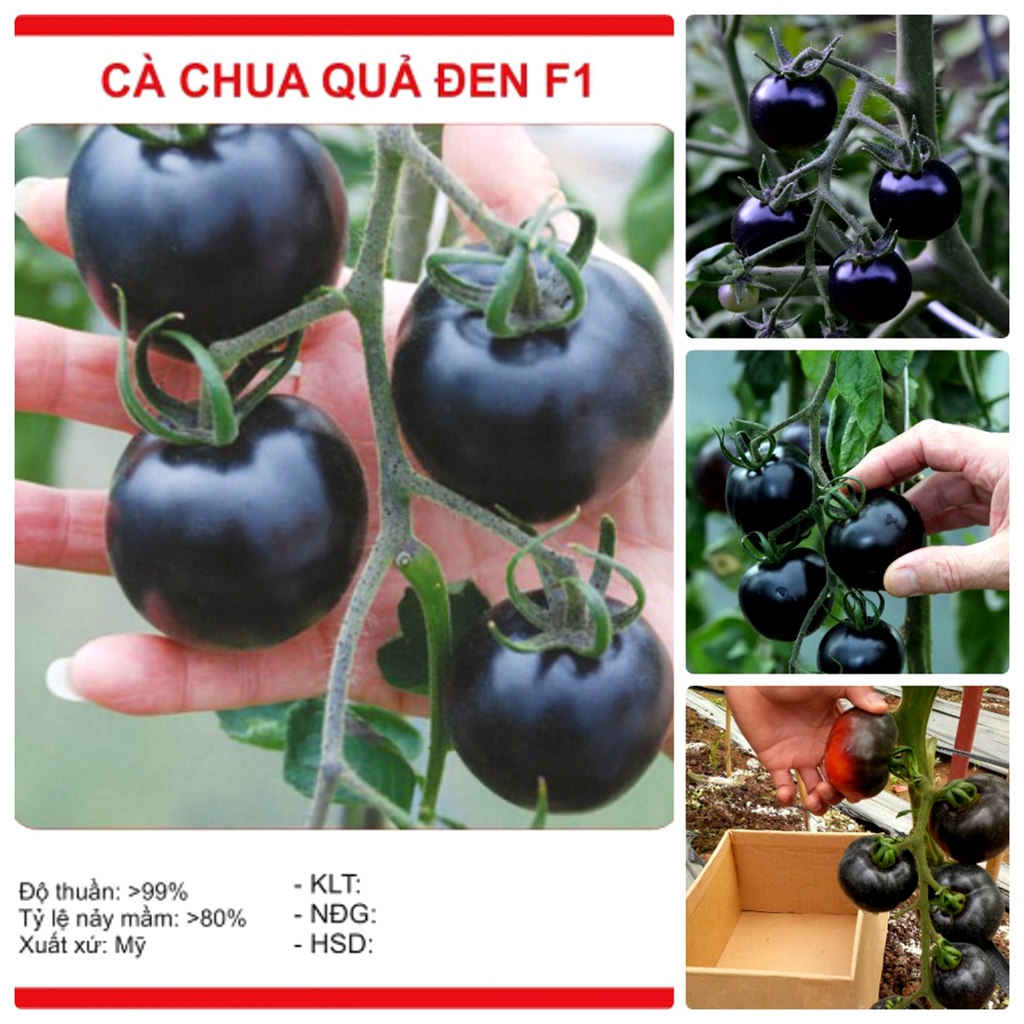 Hạt giống cà chua đen gói 10hạt