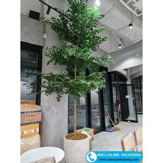 CÂY GIỐNG BÀNG ĐÀI LOAN