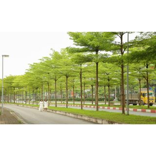 CÂY GIỐNG BÀNG ĐÀI LOAN