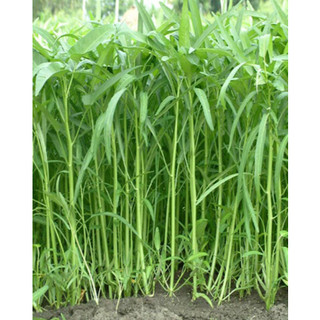 HẠT GIỐNG RAU MUỐNG LÁ TRE