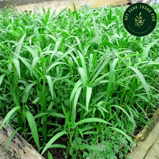 HẠT GIỐNG RAU MUỐNG LÁ TRE
