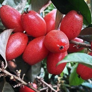 COMBO 2 CÂY NHÓT NGỌT THÁI