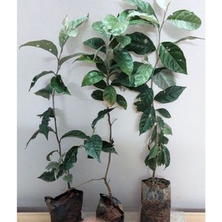COMBO 2 CÂY NHÓT NGỌT THÁI