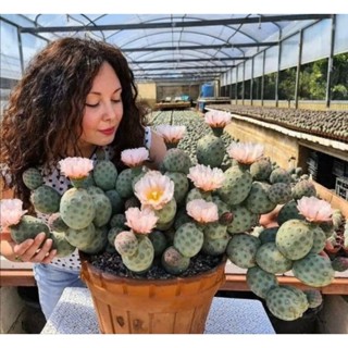 XƯƠNG RỒNG TRỨNGG 🌵 Tephrocactus geometricus 🌵 Chậu 1 cây như hình Ship nguyên chậu chỉ 100k 1 chậu