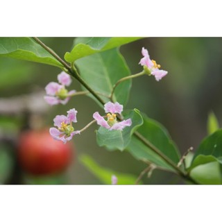 Sơ ri chua ngọt phơi khô 500g