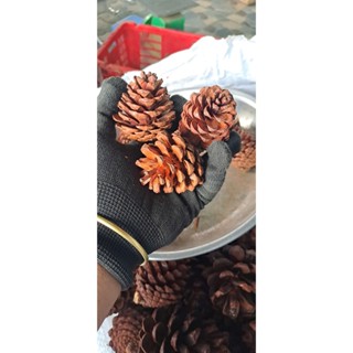 1kg Trái thông khô nhỏ