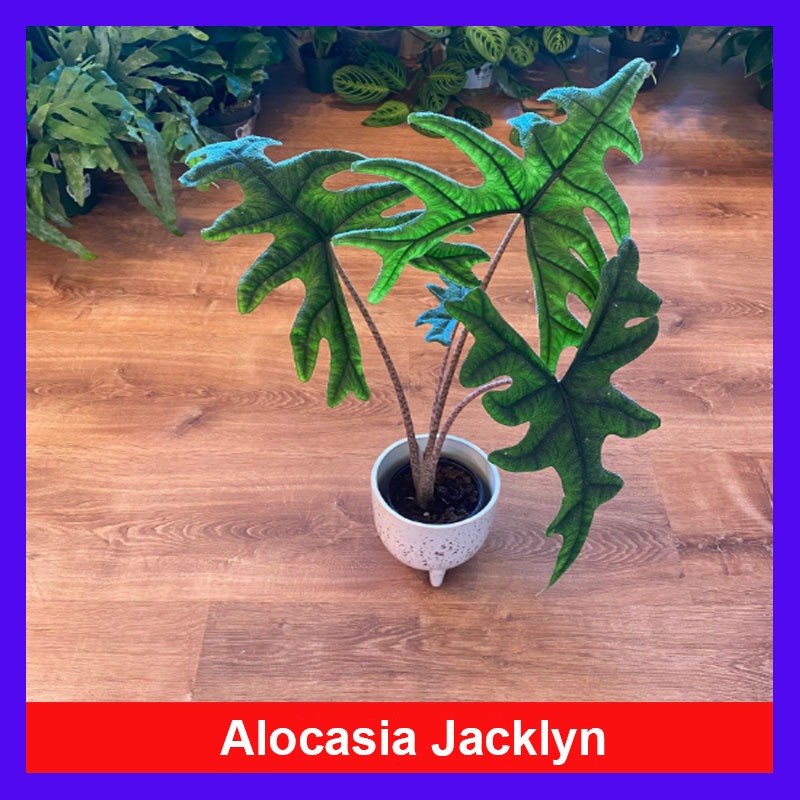 Cây môn cảnh Alocasia Jacklyn - cây kiểng lá trang trí trong nhà tạo không gian xanh