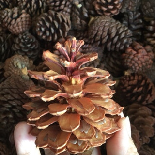 Trái thông khô loại trung