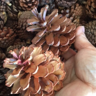 Trái thông khô loại trung
