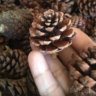 Trái thông khô loại trung