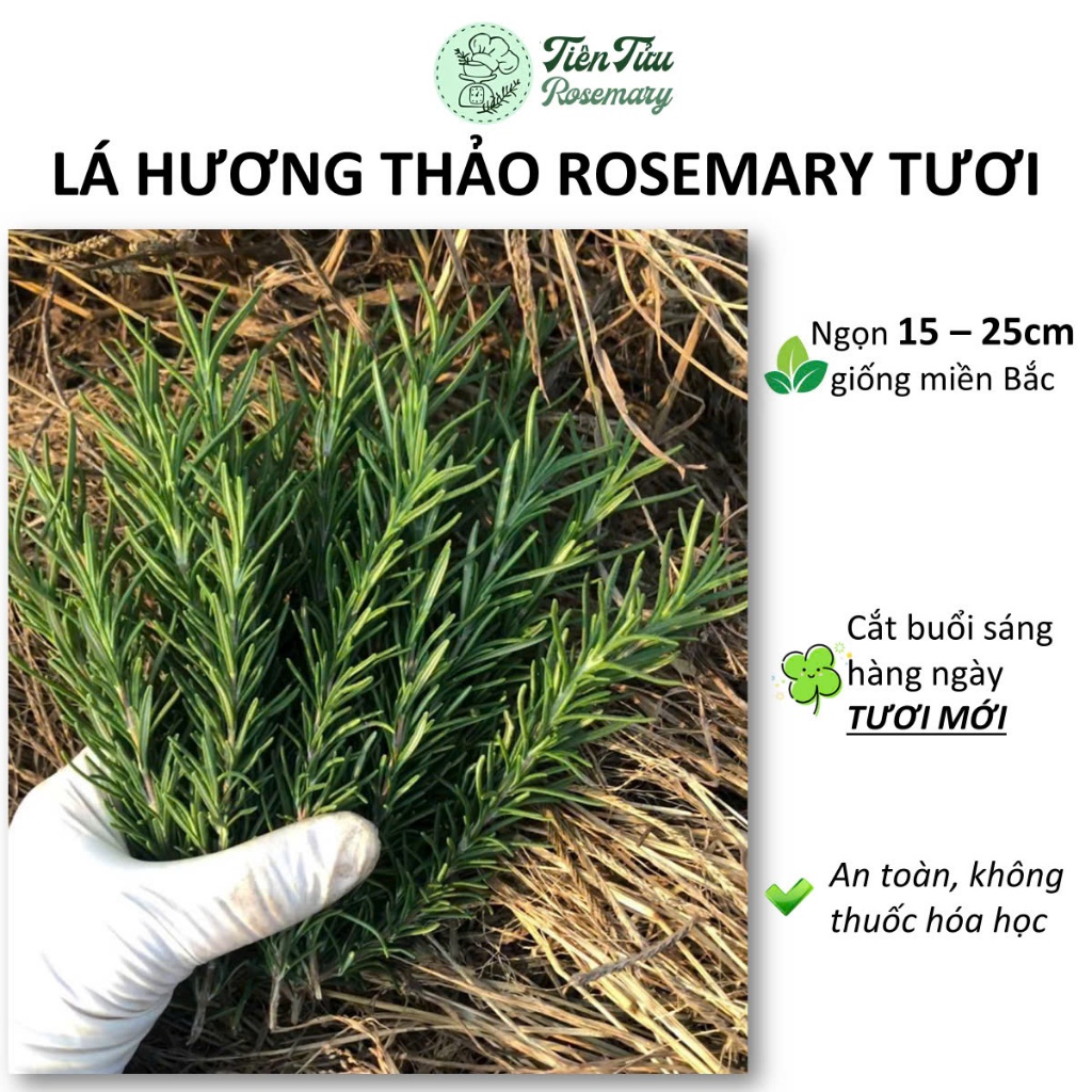 Lá Hương Thảo Rosemary tươi mới 15-20cm giống miền Bắc xanh thơm đậm-Hương liệu, Chăm sóc cơ thể