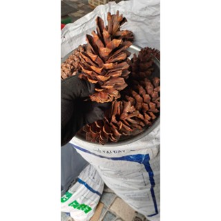 20 Quả thông khô lớn nhất ( loại trái thông từ 13-> 17cm)