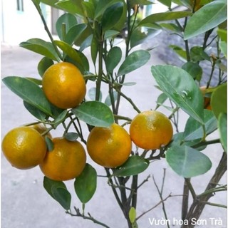 (VHST giao trong ngày) CÂY TẮC/QUẤT/HẠNH đang trái.