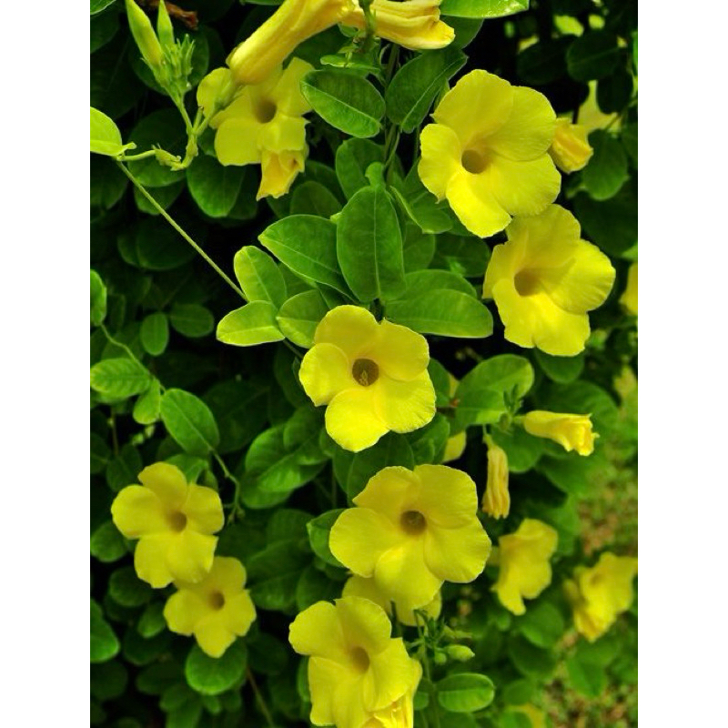 Cây huỳnh đệ