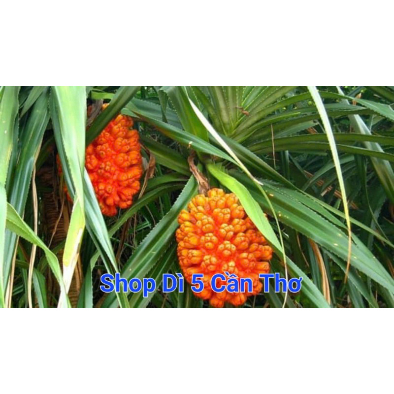 Trái dứa gai khô ( trái dứa dại) phơi khô 1 ký