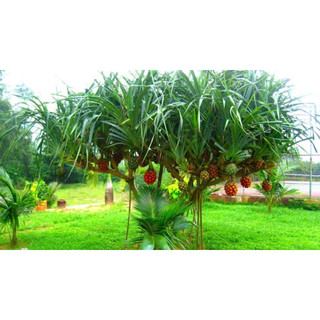 Trái dứa gai khô ( trái dứa dại) phơi khô 1 ký