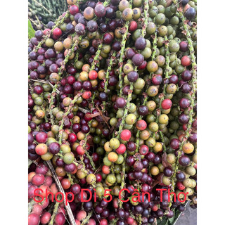 Hạt đủng đỉnh phơi khô 3 ký (chỉ toàn hạt)