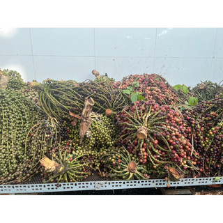 Đủng đỉnh phơi khô 1 ký