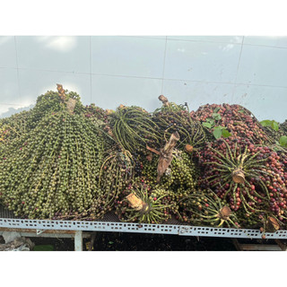 Đủng đỉnh phơi khô 1 ký