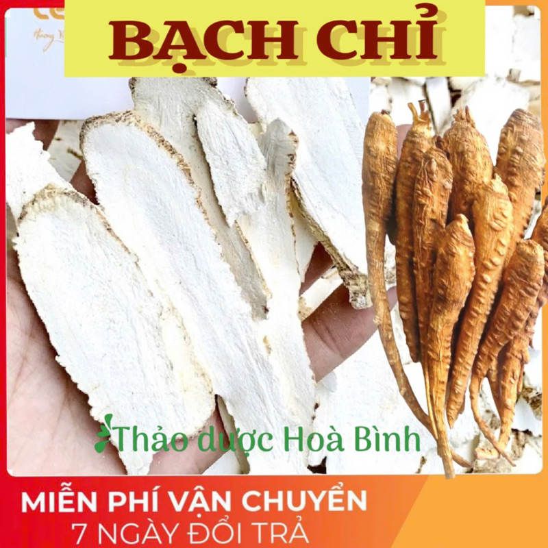 Bạch Chỉ, Chỉ Hương, Phương Hương - Hàng mới, nguyên chất, khô, thơm, sạch