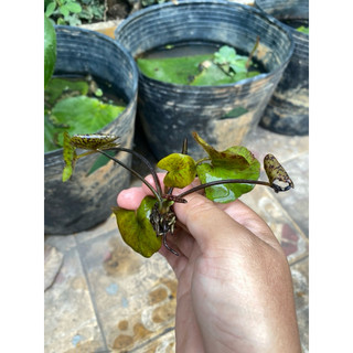 (HOẢ TỐC SG) CÂY HOA SÚNG GIỐNG - 1 Cây