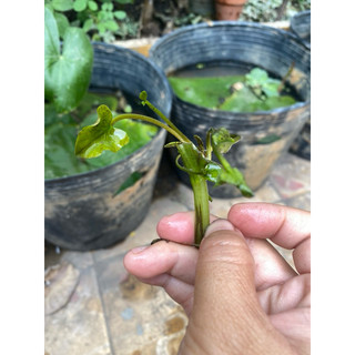 (HOẢ TỐC SG) CÂY HOA SÚNG GIỐNG - 1 Cây