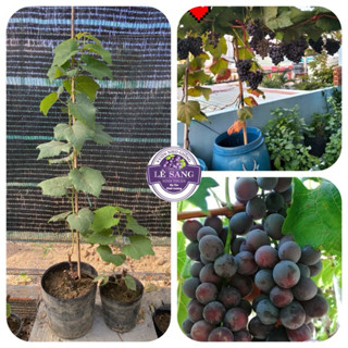 Cây Nho Cao, Giống Nho Kẹo NH01-126. Cây Lớn 80-1met