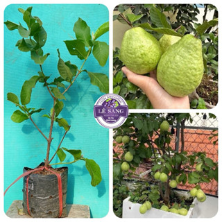 Cây Giống Ổi Lê Đài Loan. Sớm Trái, Dễ Chăm Sóc. Ăn Giòn ngọt, 2 cây trở lên tặng kèm phân .