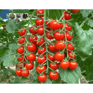 Hạt Giống Cà Chua Bi Đỏ ( cây cao) - 50 hạt