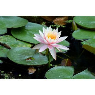 HẠT GIỐNG HOA SÚNG THÁI MINI GÓI 5 HẠT