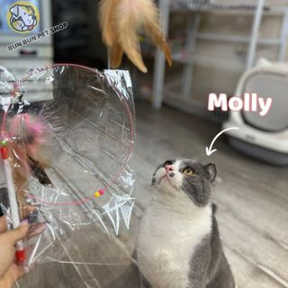Cần câu mèo đồ chơi