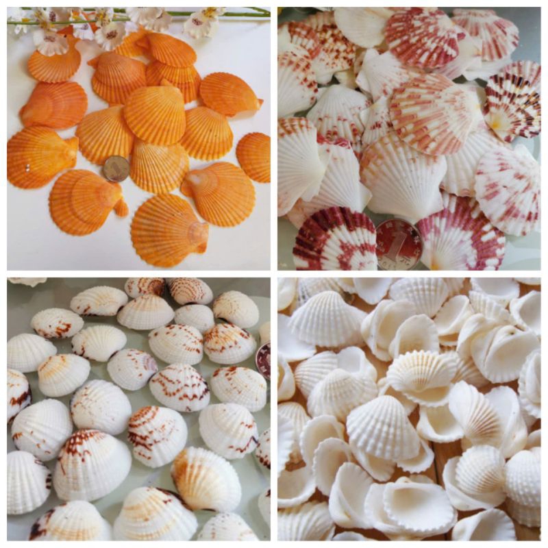Vỏ sò trang trí bể cá